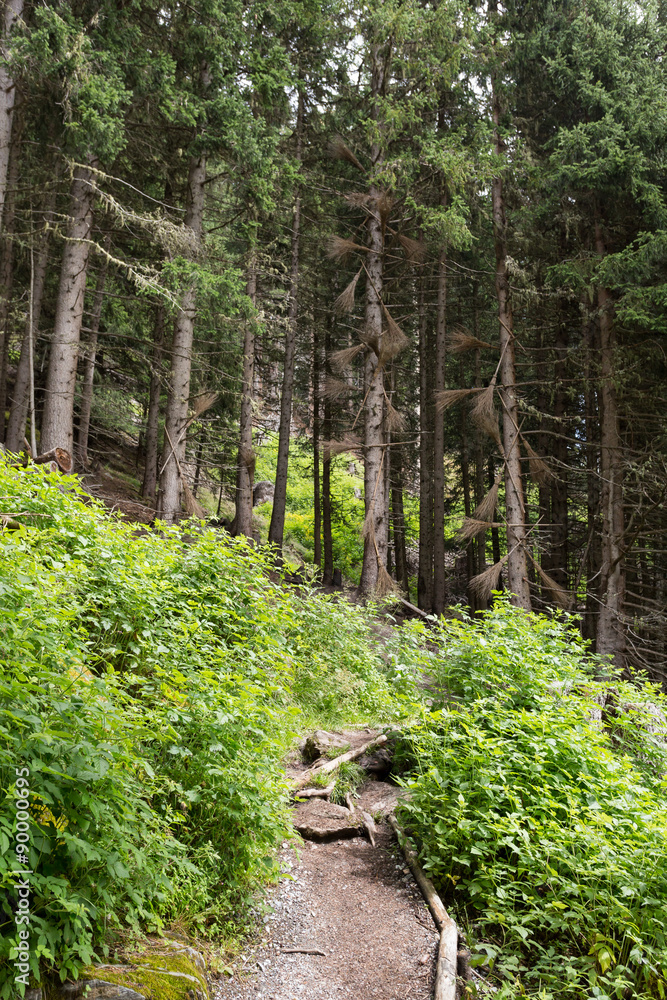 Obraz premium Sentier en forêt et balais de sorcière