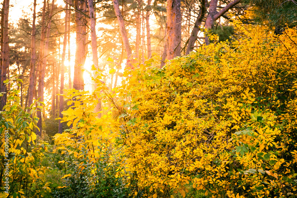 Obraz premium autumn leaves