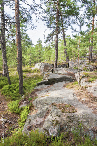 Pine tree forest and rocks