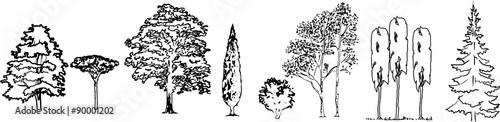 Silhouettes of trees of different breeds vector