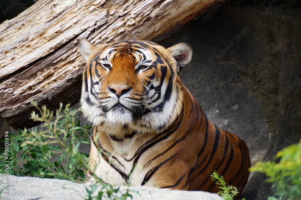 Obraz premium Tiger - entspannt