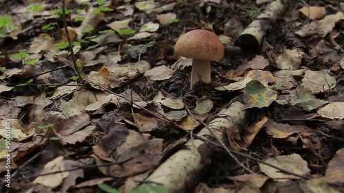 Boletus in the forest photo