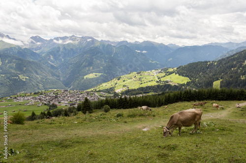 Vaches dans les prés en montagne © Sébastien Closs
