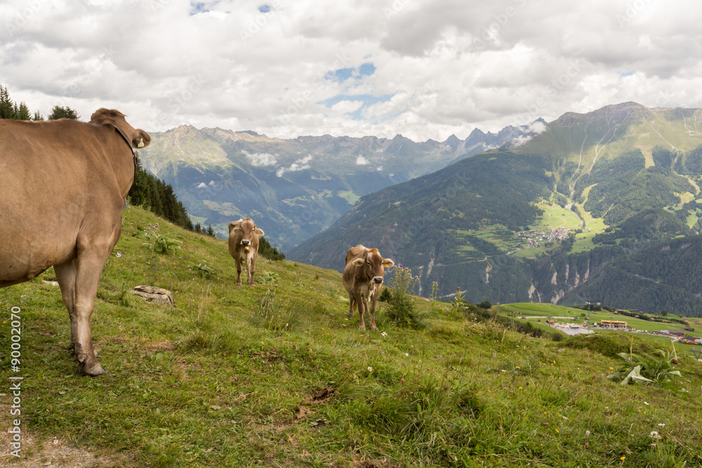 Fototapeta premium Vaches dans les prés en montagne
