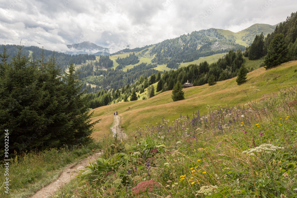 Fototapeta premium Prairie dans les Alpes
