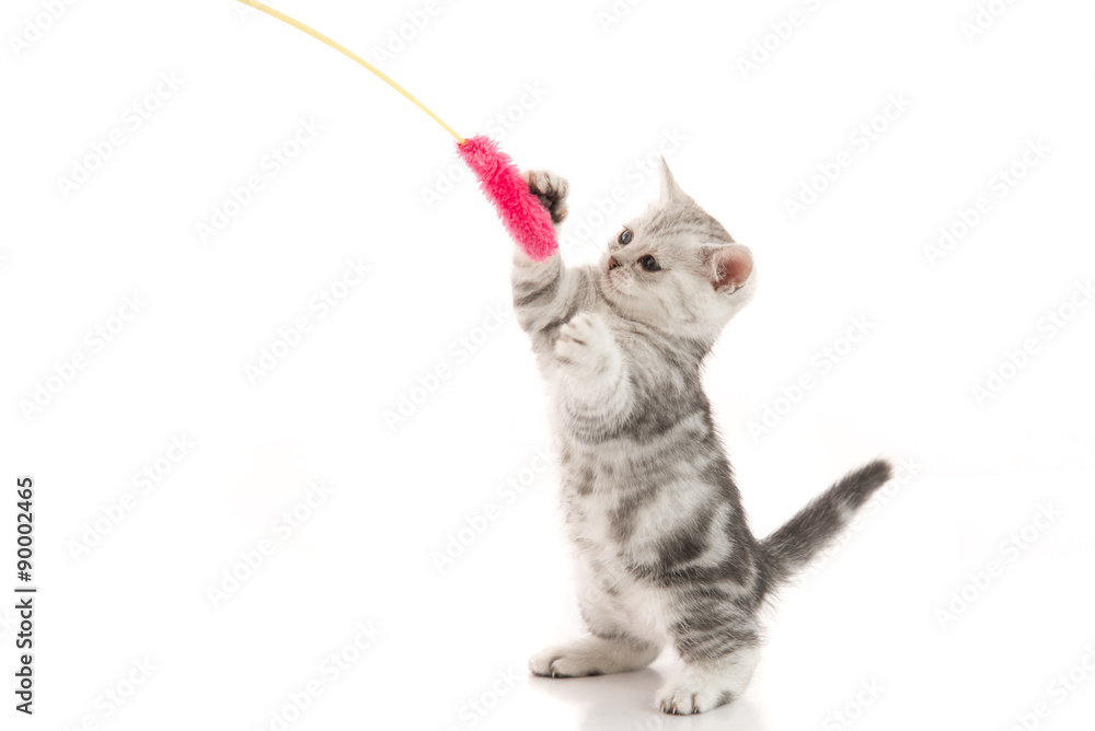 Fototapeta premium A gray tabby kitten playing with a toy