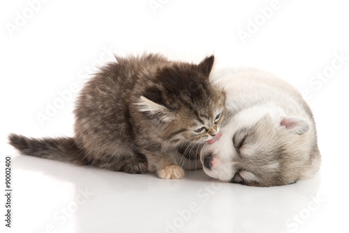 Cute tabby kitten kissing cute puppy on white background
