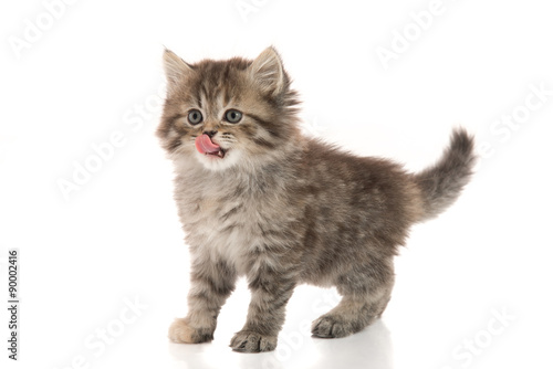 Cute kitten licking lips up on white background
