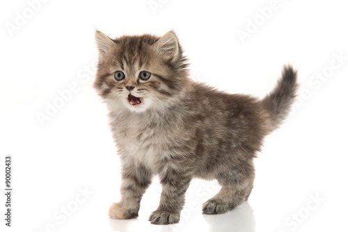 Close up of cute tabby kitten standing on white background