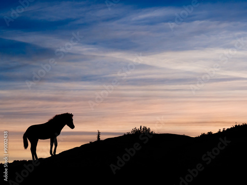 Exmoor pony sunset  Devon  United Kingdom.
