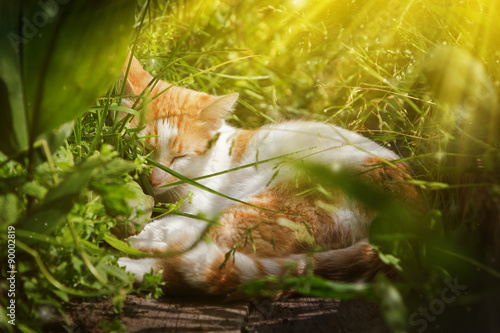 Red cat sleeping. © Sergey Khamidulin