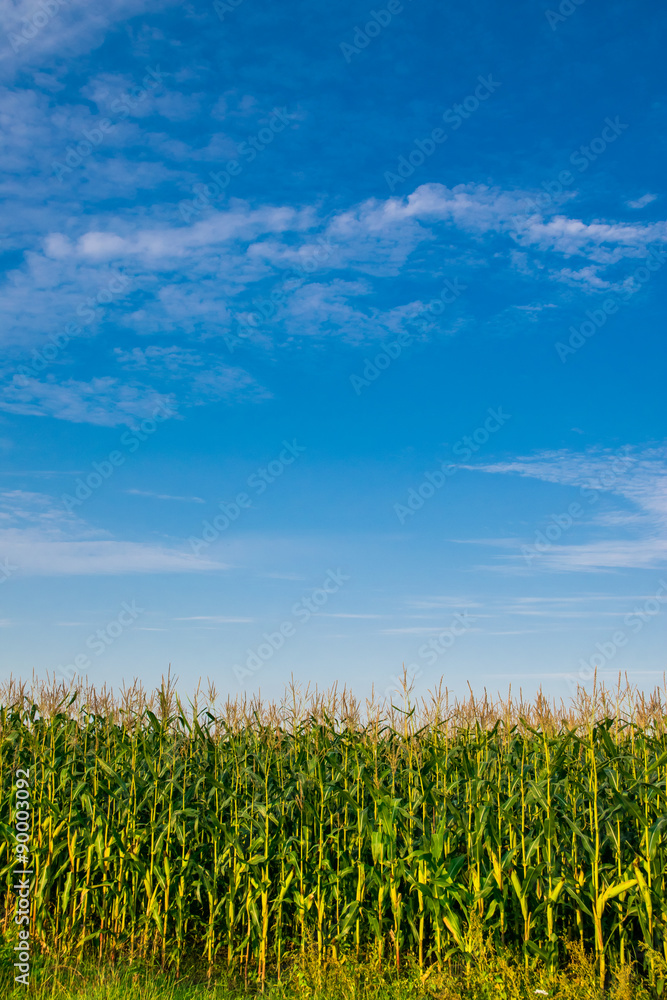 Beautiful sunset, skyline and corn field Beautiful sunset, skyline and corn field