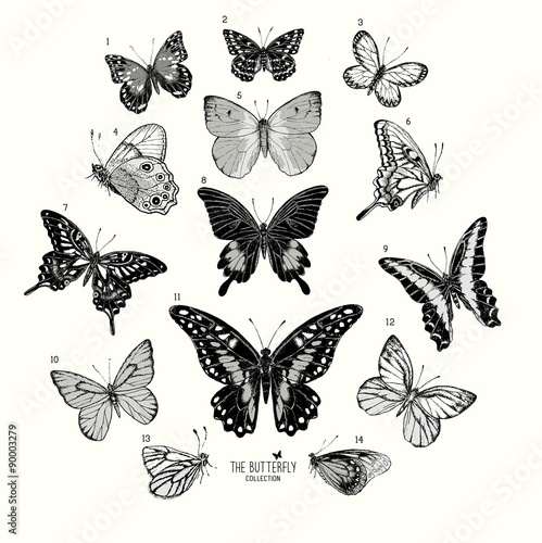 Large Collection of Butterflies  hand drawn set isolated.Vector illustration