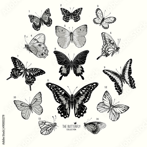 Large Collection of Butterflies, hand drawn set isolated.Vector illustration