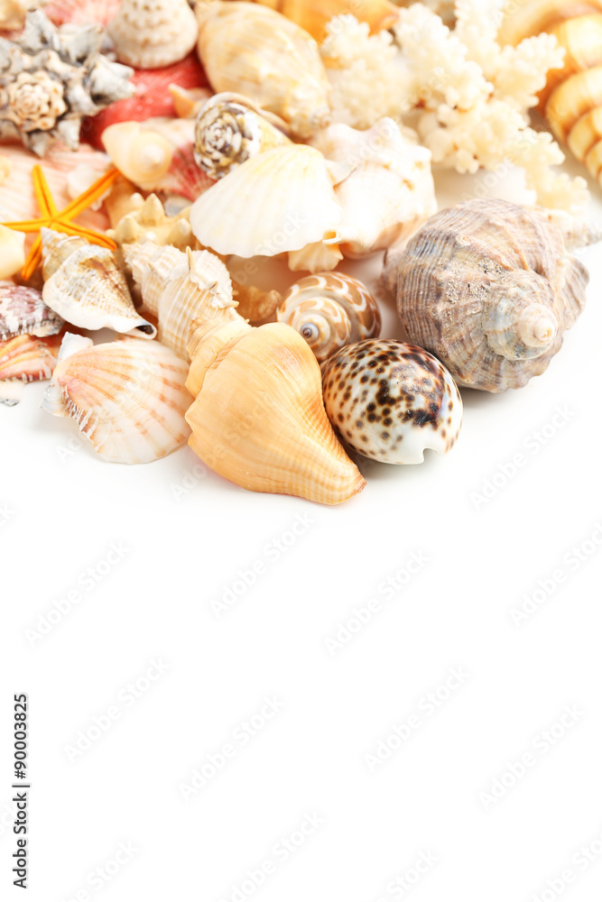 Sea shells on white background