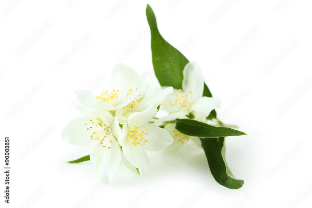 Fototapeta premium White flowers of jasmine isolated on white