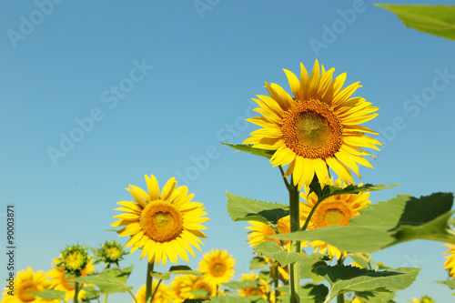 Sunflowers in the field  ourdoors