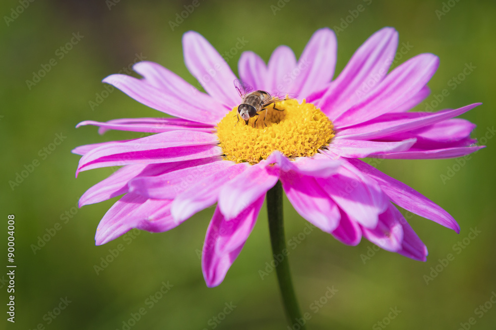 Chamomile. Chamomile.