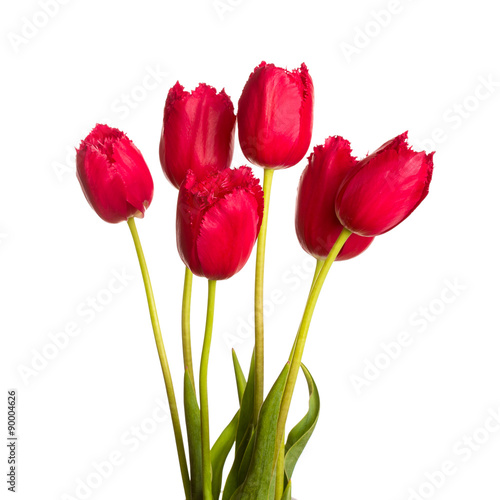 bouquet  red  scarlet tulip flower