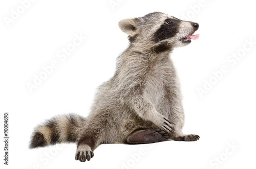 Raccoon, that shows tongue