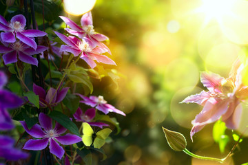 art Summer or spring beautiful garden background with clematis f