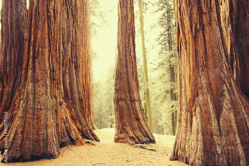 Foto Morning in the Redwood Forest
