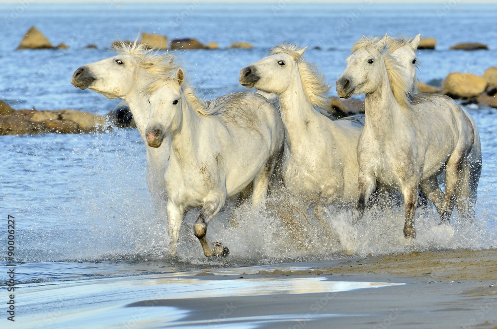 Fototapeta premium Running White horses through water