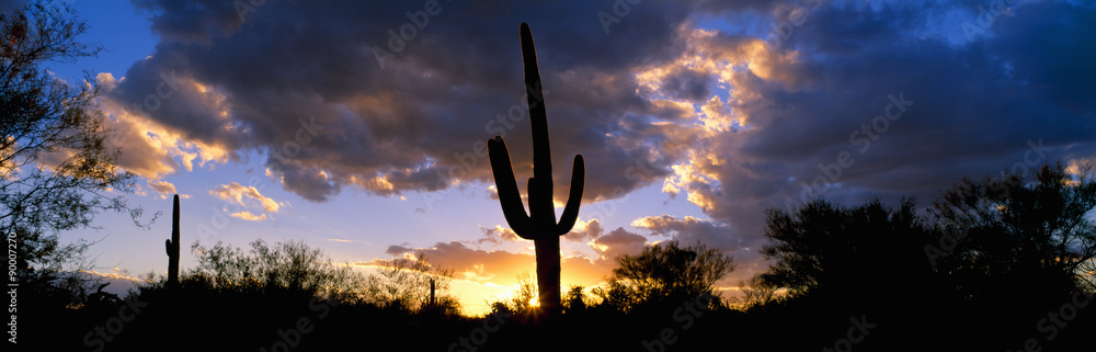 Fotografie Saguaro Cactus, Sunset, Tucson