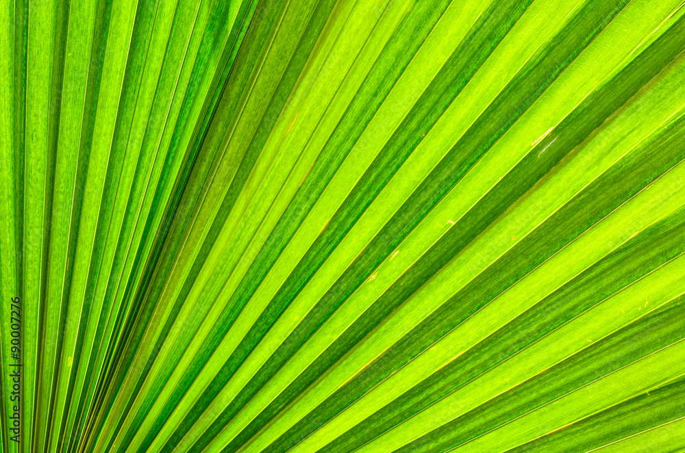 fresh leaf background fresh leaf background