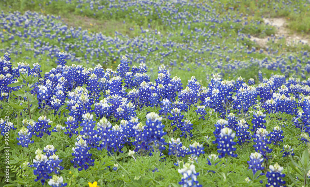 Selective focus view of Texas Bluebonnets on a hillside Selective focus view of Texas Bluebonnets on a hillside