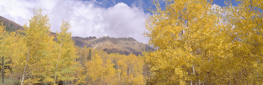 Aspens in San Juan Mountains near Ridgeway, Colorado Aspens in San Juan Mountains near Ridgeway, Colorado