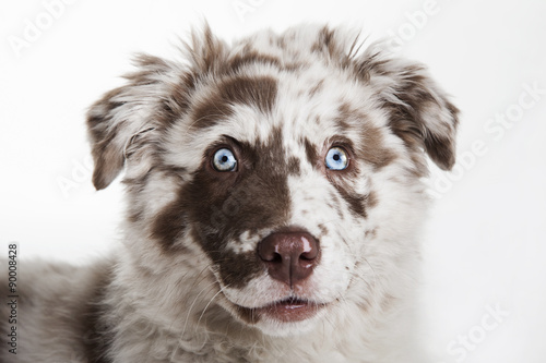 The cute puppy dog of Australian Shepherd,isolated on white background, waiting and smiling