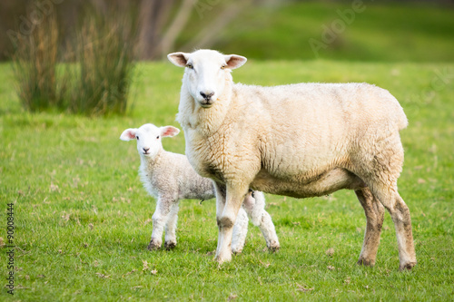 Sheep With Lamb
