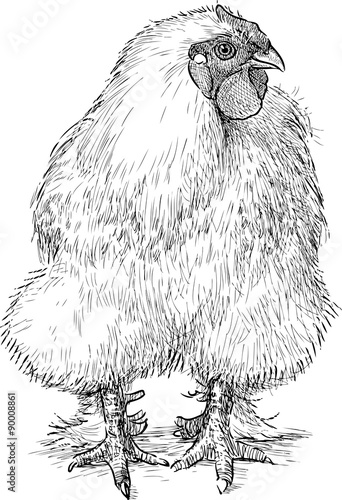 fluffy hen