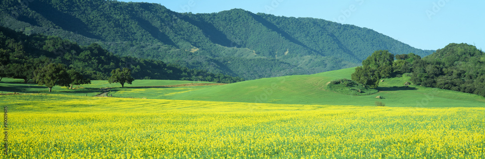 Fotografie Sunrise, Mustard Fields, Upper Ojai, California