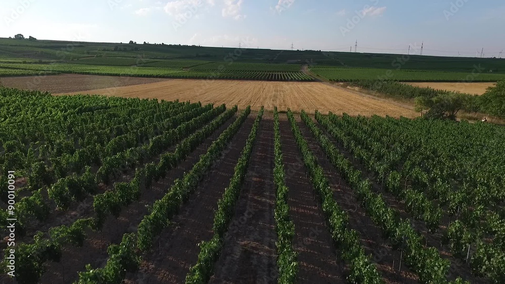 Vineyards Vineyards