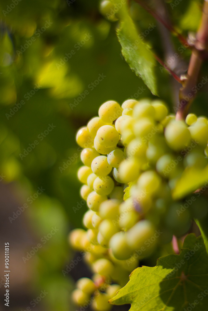 Weintrauben in der Sonne