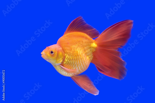beautiful goldfish © leisuretime70