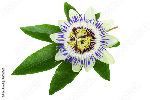 Passion Flower (Passiflora) photo