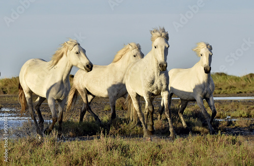 Herd of White Camargue horses running through water