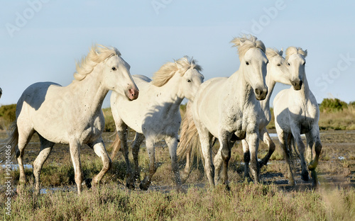 Herd of White Camargue horses running through water