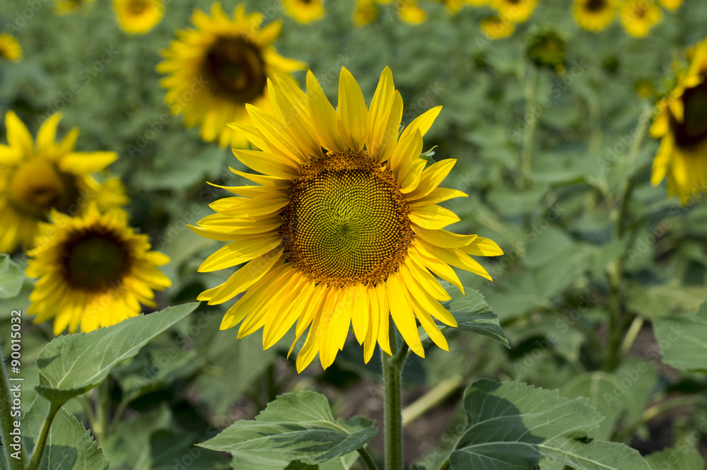 the blossomed beautiful sunflowers in the field the blossomed beautiful sunflowers in the field