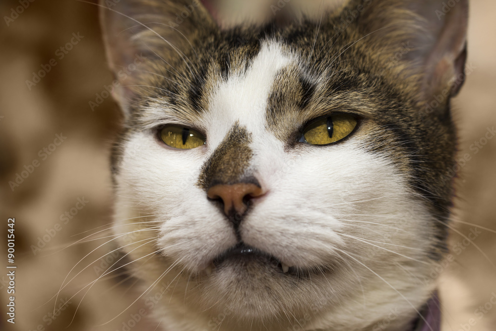 Fototapeta premium Unhappy cat