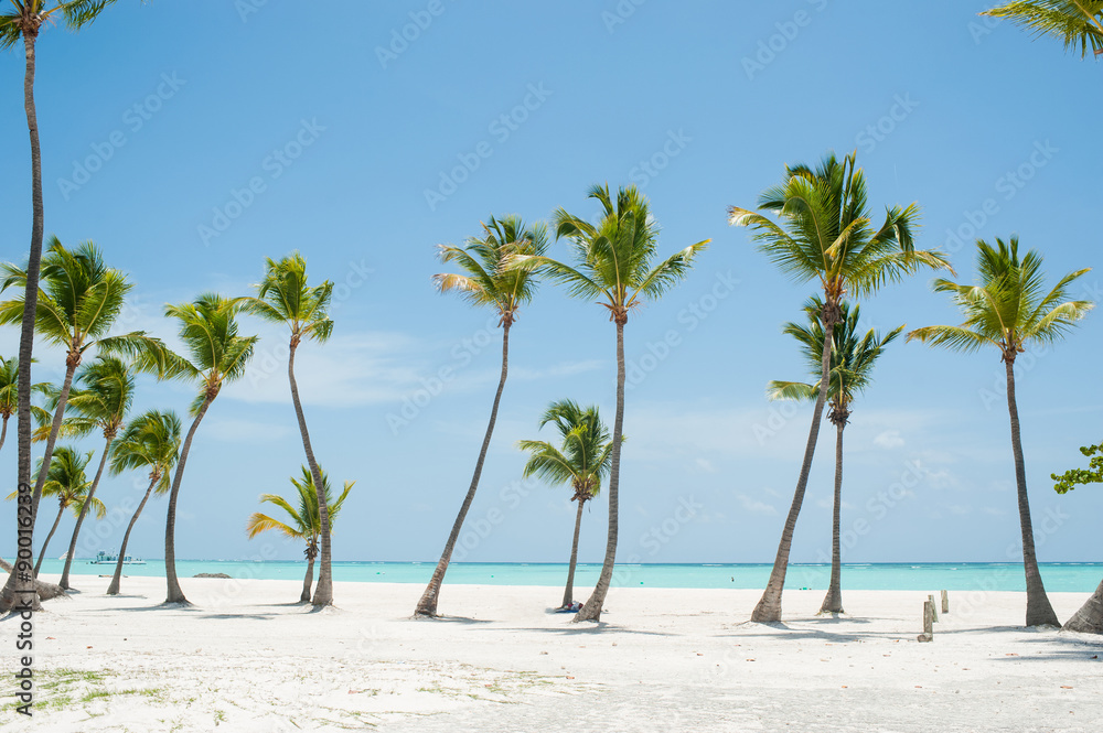 Palms at Juanillo beach in Dominican republic