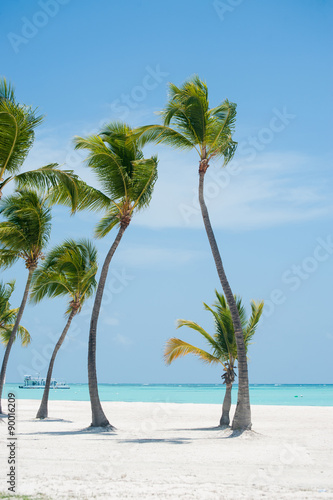 Palms at Juanillo beach in Dominican republic