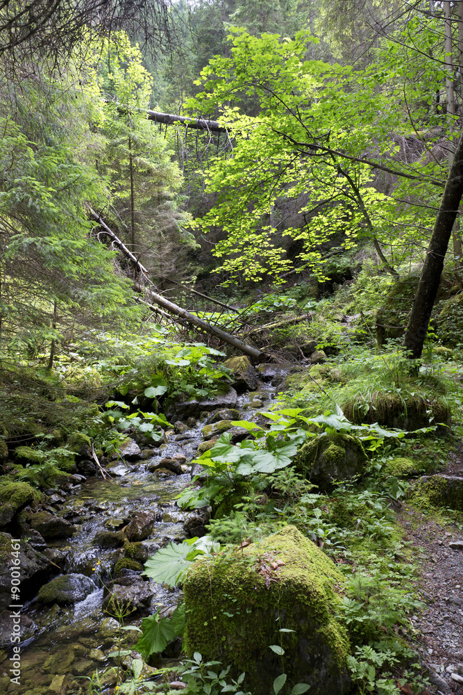 Obraz premium Creek in the Wilderness of Slovakia Mountains Low Tatras