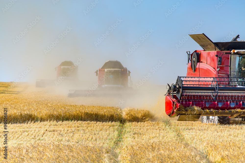 Fototapeta premium Combine working on barley field