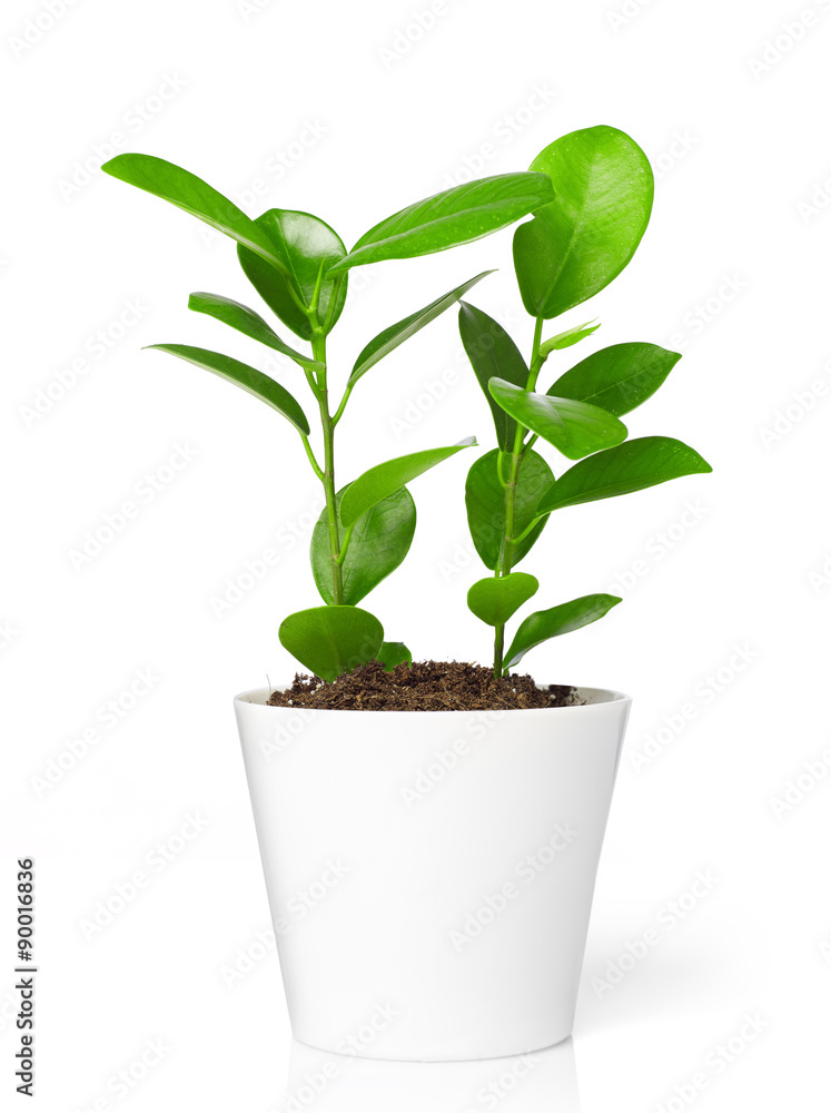 Plant in pot Plant in pot