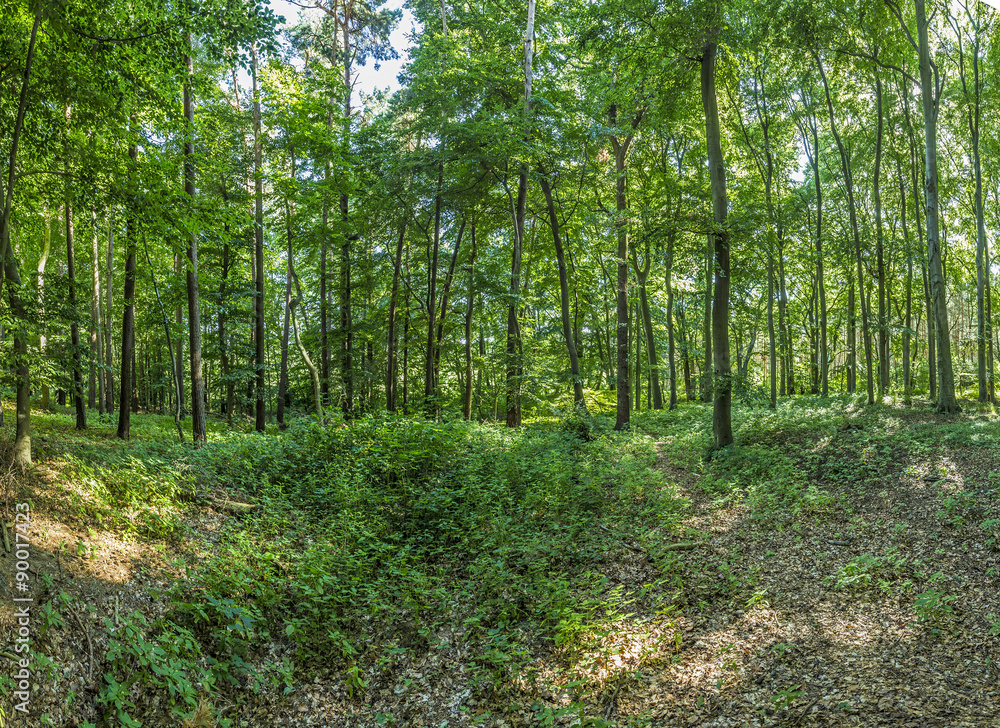old wild forest at the island of Usedom old wild forest at the island of Usedom
