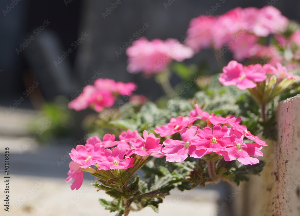 close up pink flower in summer garden close up pink flower in summer garden